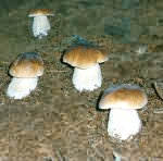 Mushrooms | Hriby